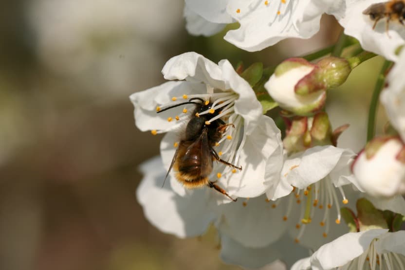 Biene in einer Apfelblüte