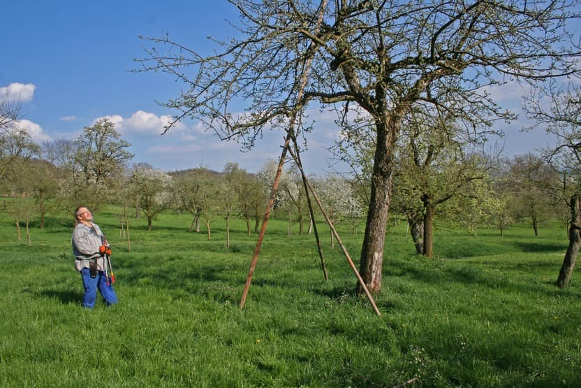 Herr Mayer beim Baum pflegen